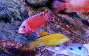 Die Fische