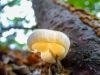 Pilz2 Kopie